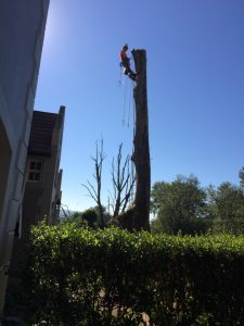 Tree felling
